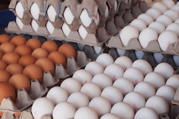 حمل غیرمجاز تخم مرغ به سایر استان ها ممنوع است حمل غیرمجاز تخم مرغ به سایر استان ها ممنوع است