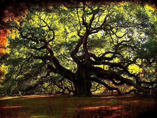10 تا از جالب ترین و عجیب ترین درختان دنیا !